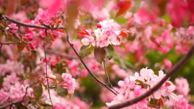 Çiçek ağacı, pembe çiçek sakura. Çiçekler kiraz çiçekleri