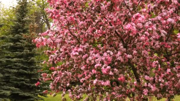 Belo parque com uma árvore rosa florescente. Paisagem de natureza bela e pacífica — Vídeo de Stock