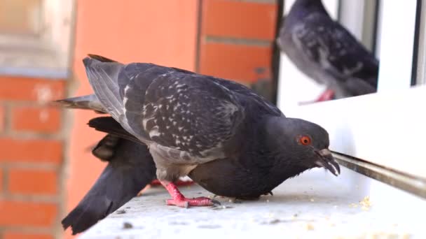 Paloma de la ciudad picotea semillas en el alféizar de la ventana — Vídeos de Stock