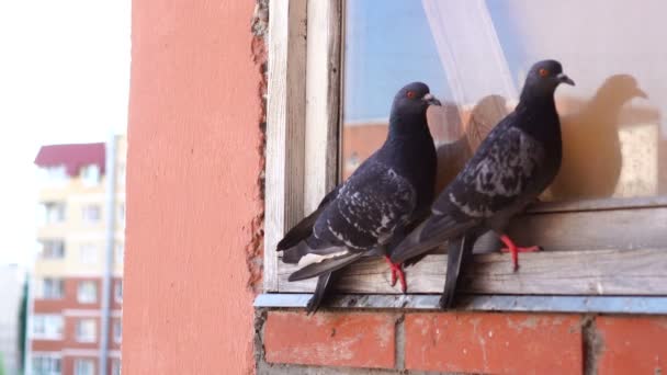 Två duvor sitter på fönsterbrädan av tegel byggnad fönster — Stockvideo