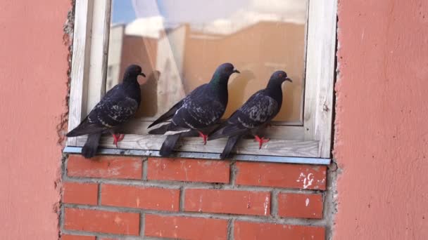 Trois pigeons assis sur le rebord de la fenêtre du bâtiment en brique fenêtre — Video