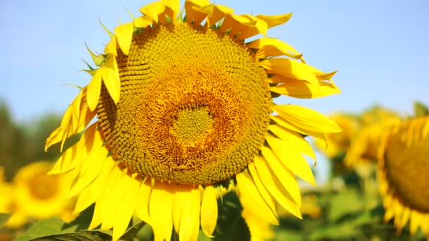 Close-up of sunflower in field and cloudy blue sky at windy day. — Stock Video