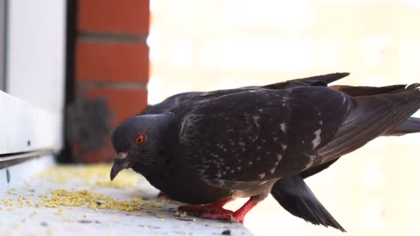 鳩は窓辺で食べる — ストック動画