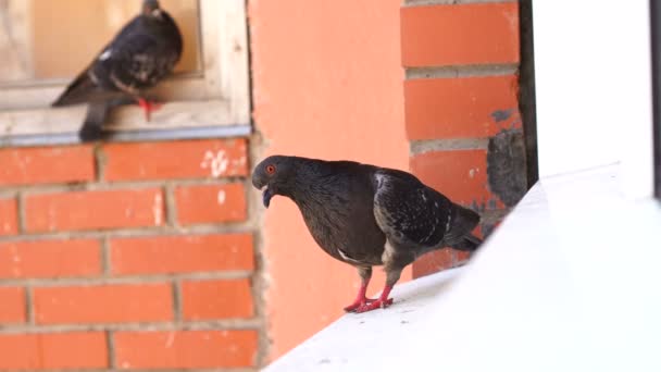 Galamb madarak állnak az ablakpárkányon — Stock videók