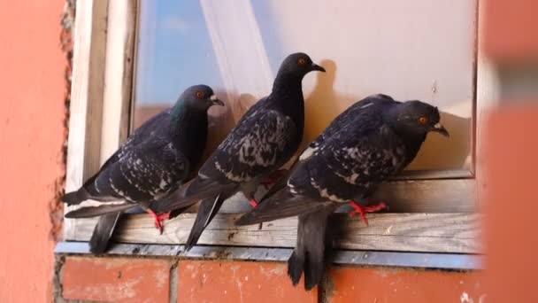 Compañía de palomas sentadas en el alféizar de la ventana del edificio de ladrillo — Vídeo de stock