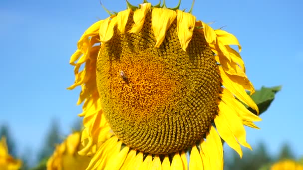 Sonnenblumengarten. Sonnenblumen haben reichlich gesundheitliche Vorteile. — Stockvideo