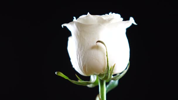 Trandafir alb proaspăt care se rotește încet pe fundal negru . — Videoclip de stoc