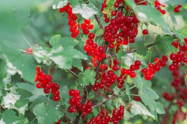 Genç kırmızı üzümü allık üzerinde. Yaz Jule 2018.