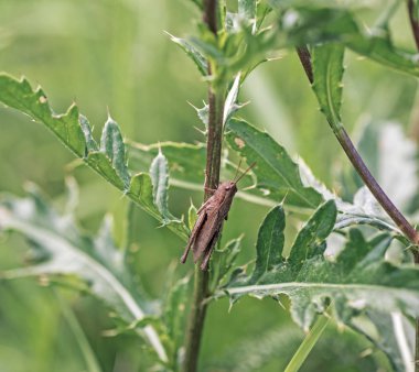 Güneşli yaz gününde çiçekli yonca üzerinde oturan yeşil çekirge.