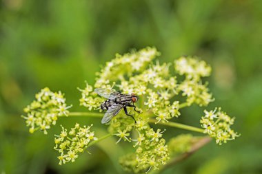 çiçek üzerinde büyük siyah bir sinek. Güneşli yaz günü. Makro fotoğraf.