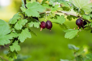 Sarı Bektaşi üzümü bush. Güneşli yaz gün.