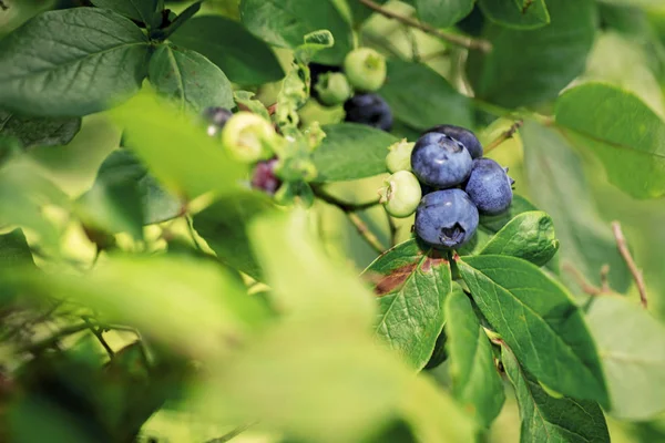 Μερικά Blueberries Στον Μπους Ηλιόλουστη Μέρα Του Καλοκαιριού — Φωτογραφία Αρχείου