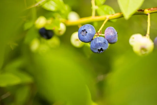 Some blueberries on bush. Summer sunny day.