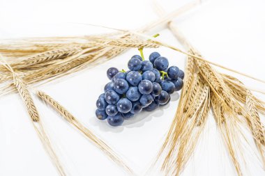 Beyaz arka plan üzerinde izole ham kara üzüm. Sonbahar soyutlamalar. Makro fotoğraf.