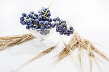 Beyaz arka plan üzerinde izole ham kara üzüm. Sonbahar soyutlamalar. Makro fotoğraf.