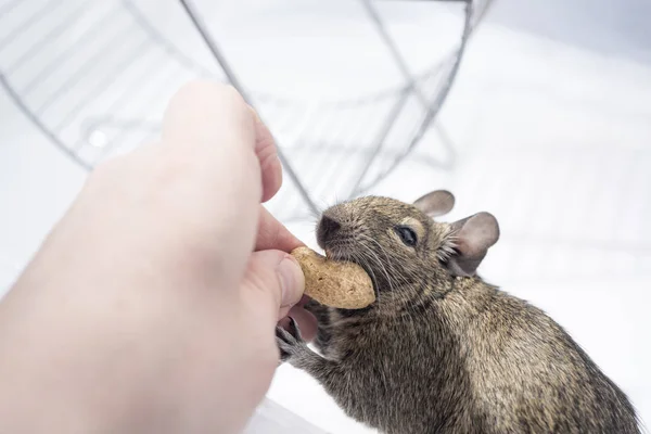 Pequeña Mascota Australiana Degu Aislado Sobre Fondo Blanco —  Fotos de Stock