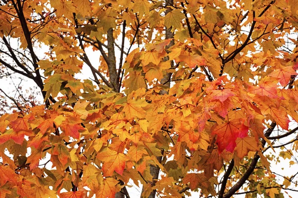 Gele Herfstbladeren Natuur Abstractie — Stockfoto