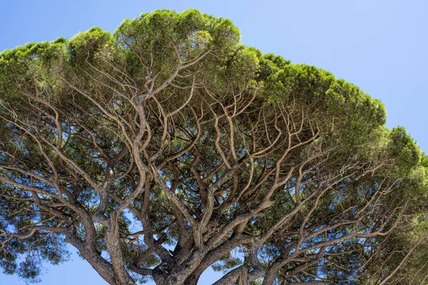 Μεγάλο Πράσινο Δέντρο Απομονωμένη Στο Μπλε Του Ουρανού Αφηρημένη Φωτογραφία — Φωτογραφία Αρχείου
