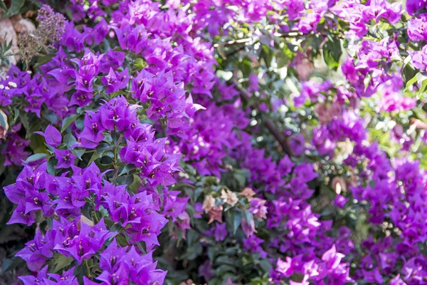 Pequeñas Flores Violetas Día Soleado Verano Resumen Fotos Naturaleza — Foto de Stock