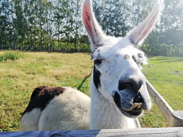 Jeune Lama Blanc Sur Champ Vert Journée Ensoleillée Été — Photo