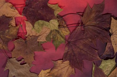 Akçaağaç ve meşe yaprakları beyaz arka plan üzerinde. Arka plan