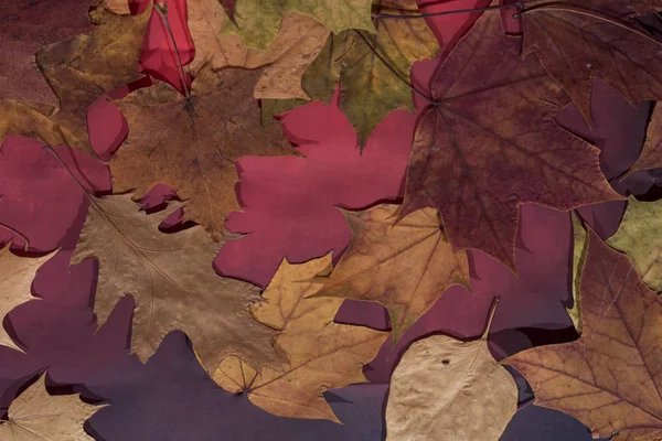 Akçaağaç ve meşe yaprakları beyaz arka plan üzerinde. Arka plan