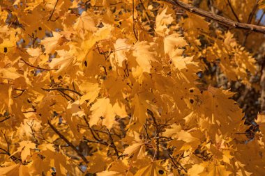 Doğa soyutlama sarı sonbahar yaprakları.