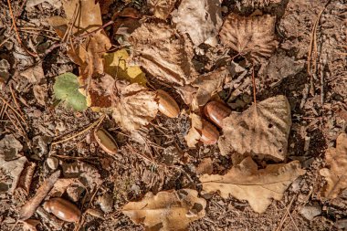 Sonbahar yaprakları ve meşe palamudu. Soyut sonbahar doku.