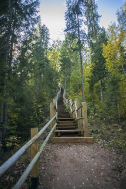 Tahta tepeye çıkıyor. Güneşli bir sonbahar günü