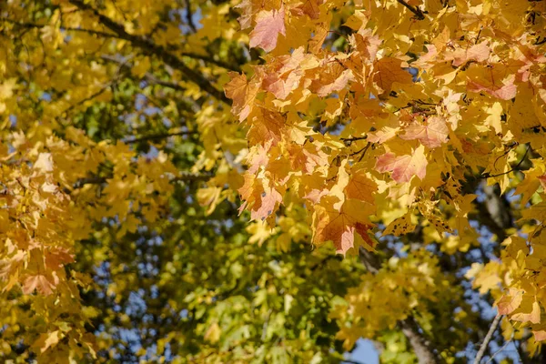 Φύλλα Του Φθινοπώρου Κίτρινο Στην Άντληση Φύση — Φωτογραφία Αρχείου