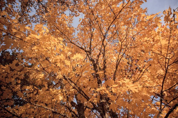 Gele Herfstbladeren Natuur Abstractie — Stockfoto