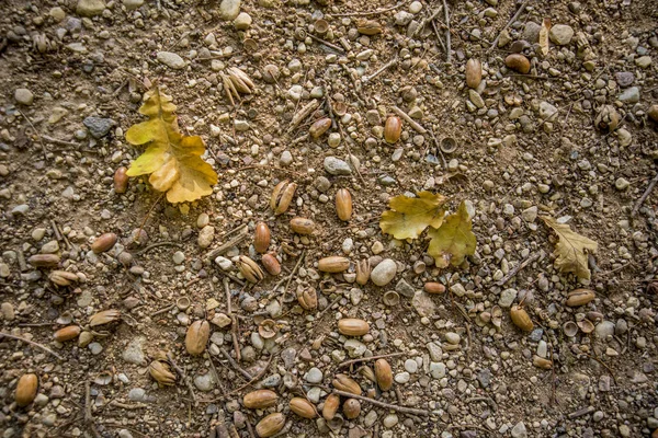 Осіннє Листя Жолудя Абстрактна Осіння Текстура — стокове фото