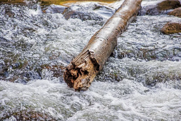 Nehirde yüzen bir günlük. Sunny sonbahar günü.