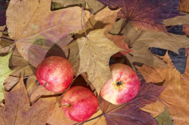 Kırmızı elma üzerinde sarı sonbahar yaprakları arka plan.