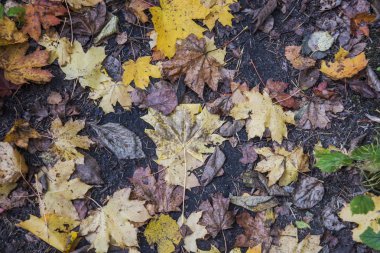 Sonbahar yaprakları ve meşe palamudu. Soyut sonbahar doku.