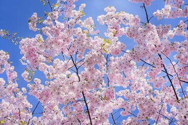 Pembe çiçeği sakura çiçekler