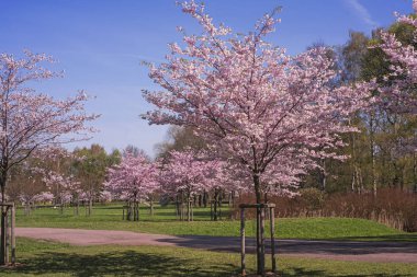 Pembe çiçeği sakura çiçekler
