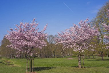 Pembe çiçeği sakura çiçekler