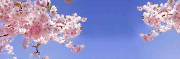 ピンクの花桜の花 — ストック写真