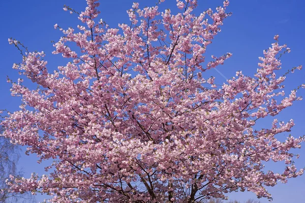 Roze bloesem sakura bloemen — Stockfoto