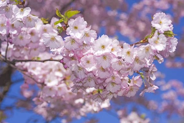 Roze bloesem sakura bloemen — Stockfoto