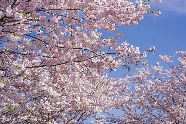 Рожеві квіти сакури — стокове фото