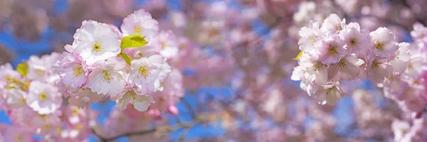 Rosa Blüten Sakura Blumen — Stockfoto