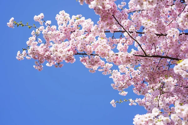 Rosa blomma sakura blommor — Stockfoto