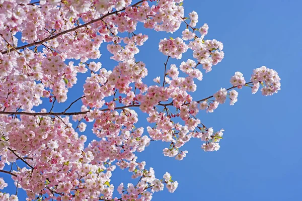 Růžový květ sakura květiny — Stock fotografie