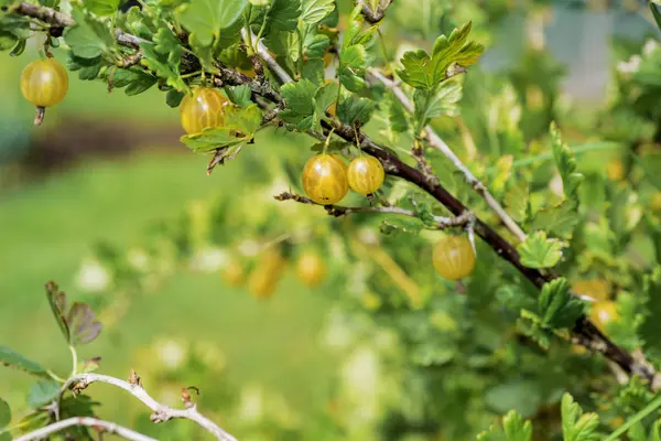 Ветвь крыжовника с зелеными ягодами и листьями в саду — стоковое фото