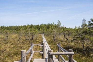 Bataklık izi. Yaz güneşli günü. Kemeri Milli Parkı Doğa Yolu.