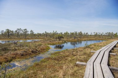 Bataklık izi. Yaz güneşli günü. Kemeri Milli Parkı Doğa Yolu.