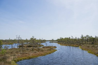 Bataklık izi. Yaz güneşli günü. Kemeri Milli Parkı Doğa Yolu.