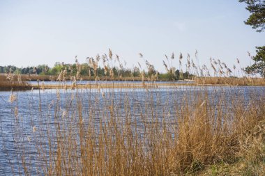 Baltık deniz kıyısı. Güneşli bir yaz günü. Letonya. Gauja adlı nehir